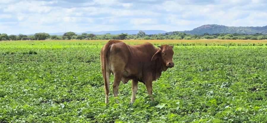 0 Bedroom Property for Sale in Brits Rural North West